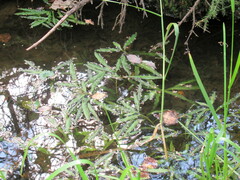 Potamogeton alpinus