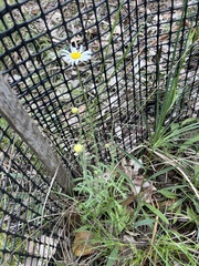 Brachyscome diversifolia