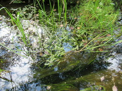 Potamogeton alpinus