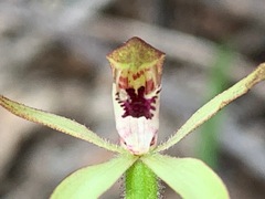 Caladenia transitoria