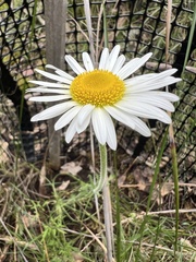 Brachyscome diversifolia