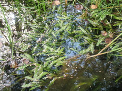 Potamogeton alpinus