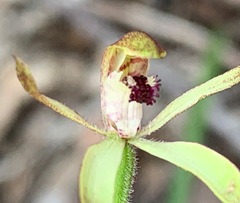 Caladenia transitoria