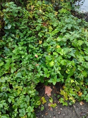 Vitis vinifera