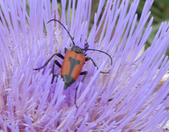 Stictoleptura cordigera