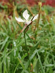 Oenothera lindheimeri
