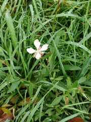 Oenothera lindheimeri