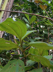 Trachelophorus giraffa
