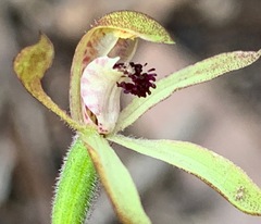 Caladenia transitoria