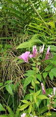 Cleome houtteana