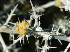 Asparagus mariae