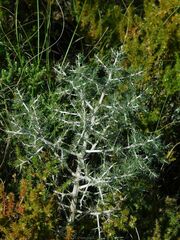 Asparagus mariae