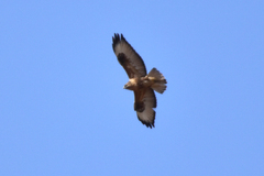 Buteo buteo vulpinus