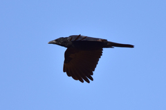 Corvus corone orientalis