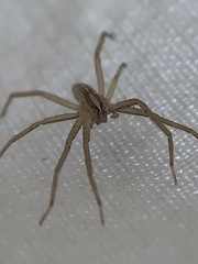 Pisaurina dubia
