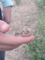 Phrynosoma cerroense