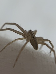 Pisaurina dubia