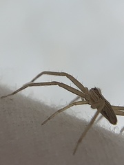 Pisaurina dubia