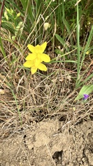 Cyanella lutea