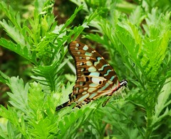 Graphium antheus