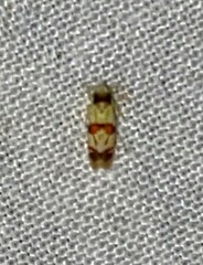 Erythroneura integra