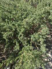 Adenocarpus hispanicus