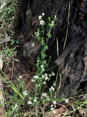 Asperula conferta