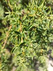 Adenocarpus hispanicus