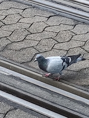 Columba livia domestica