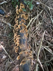 Daedaleopsis tricolor