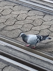 Columba livia domestica