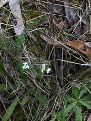 Asperula conferta