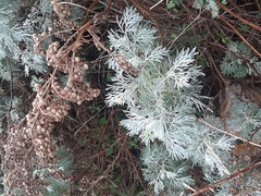 Artemisia arborescens