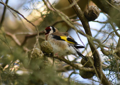 Carduelis carduelis britannica