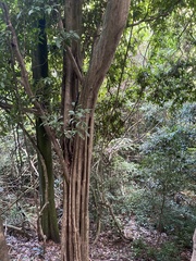 Lasiococca comberi