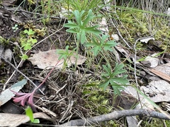 Geranium retrorsum