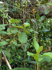 Trachelophorus giraffa