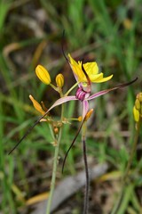 Caladenia versicolor