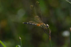 Trithemis pallidinervis