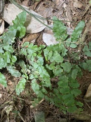 Tectaria zeilanica