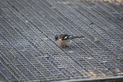 Fringilla coelebs gengleri