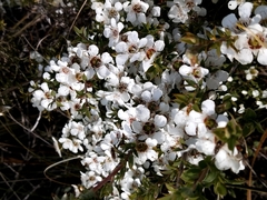 Leptospermum continentale