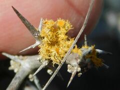 Teloschistes chrysophthalmus
