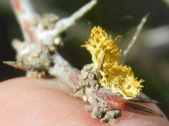 Teloschistes chrysophthalmus