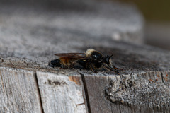 Laphria flava