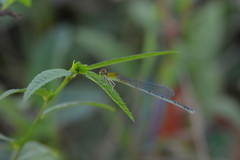 Pseudagrion decorum
