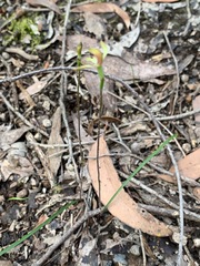 Caladenia transitoria