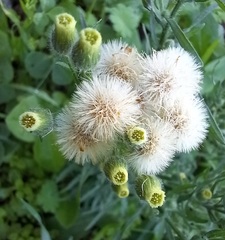 Erigeron bonariensis