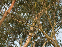 Chrysococcyx lucidus lucidus