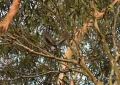 Chrysococcyx lucidus lucidus